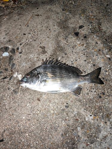 碧南海釣り公園