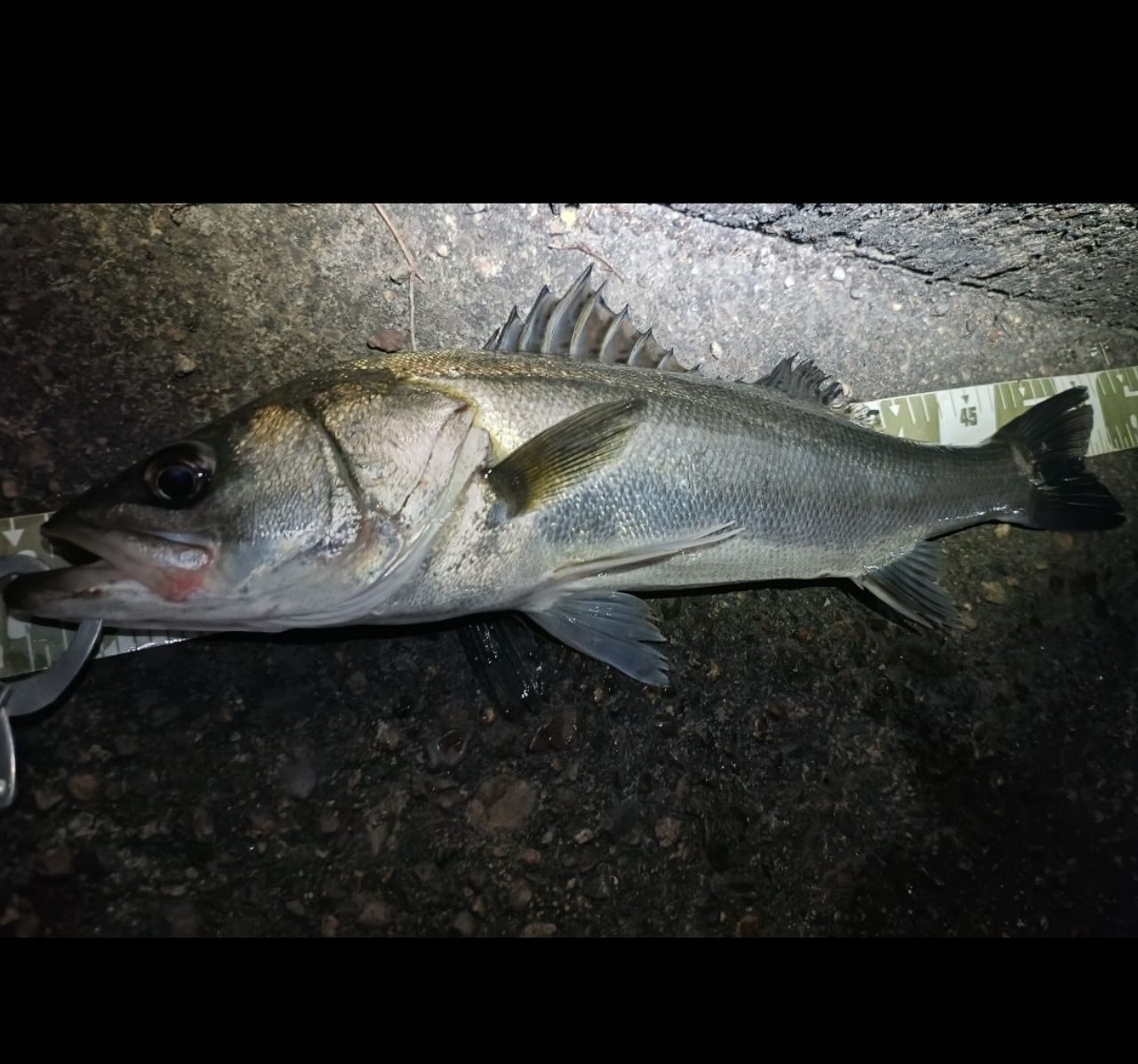 マダカ（マルスズキ）