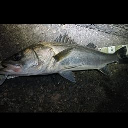 マダカ（マルスズキ）