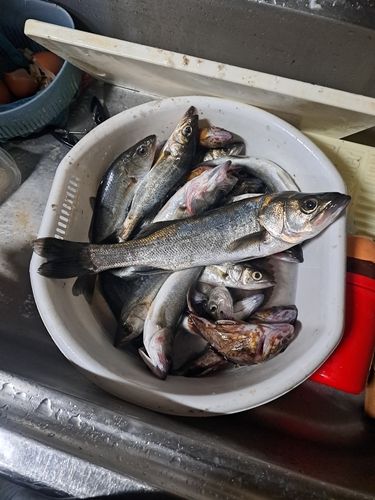 セイゴ（マルスズキ）の釣果