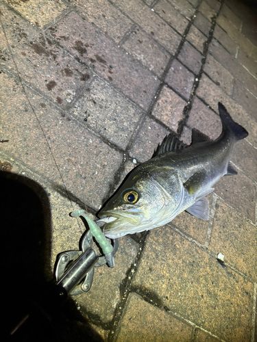 豊洲ぐるり公園