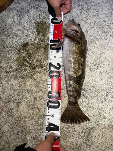 アイナメの釣果