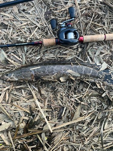 ライギョの釣果