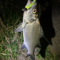 フッコ（ヒラスズキ）