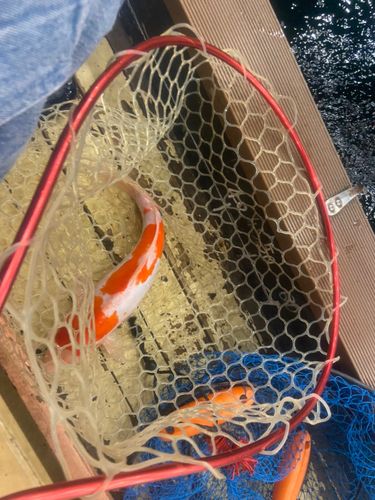 アミューズパーク福島スーパーフィッシング