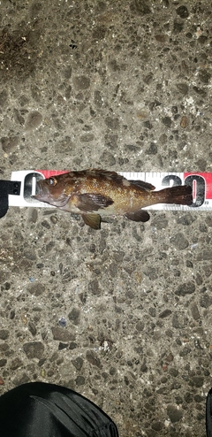 エゾメバルの釣果