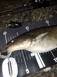 ナマズの釣果