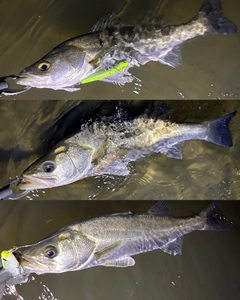 シーバスの釣果