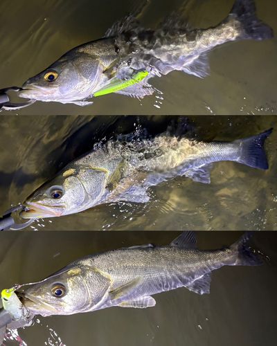 シーバスの釣果