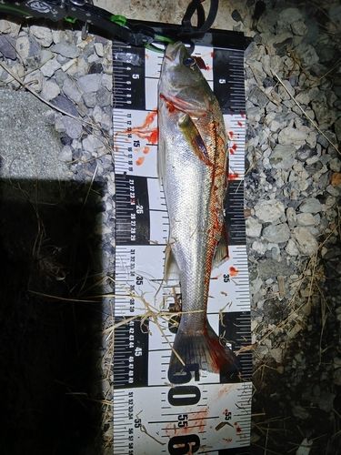 シーバスの釣果