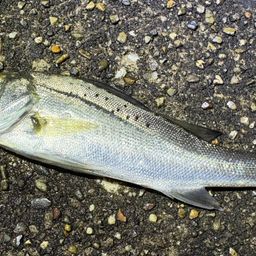 セイゴ（タイリクスズキ）