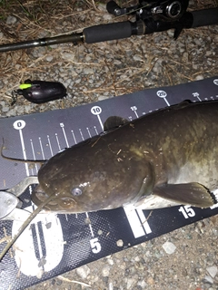 ナマズの釣果