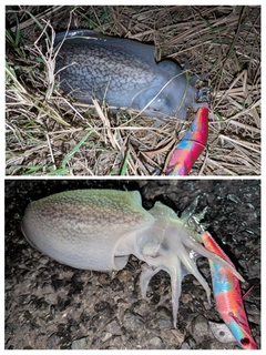 シリヤケイカの釣果