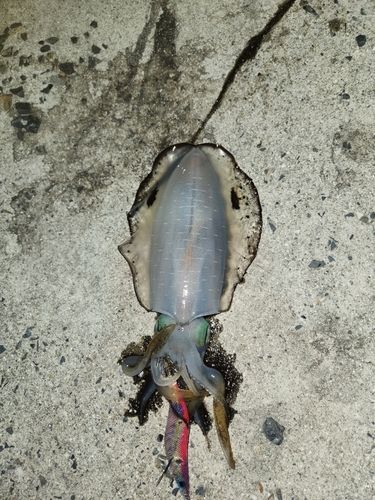 周防大島（屋代島）