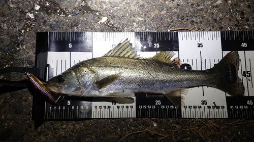 シーバスの釣果