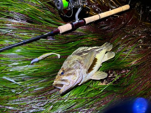 シマソイの釣果