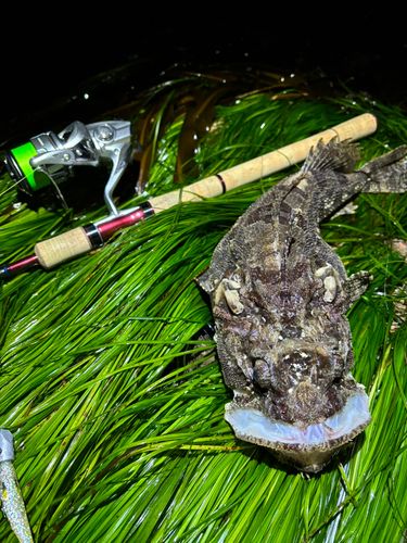トウベツカジカの釣果