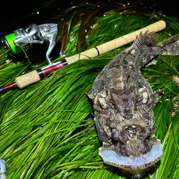 トウベツカジカ