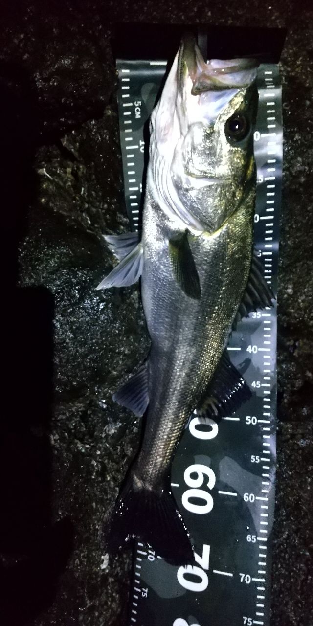 SHIMANO ネッサ BB S1102MMHの最安値・インプレ・釣果 | 本音の口コミ