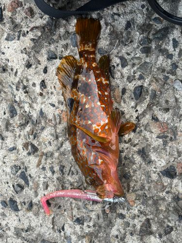 キジハタの釣果