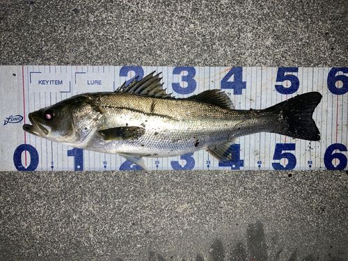 シーバスの釣果