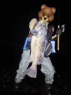 クロソイの釣果