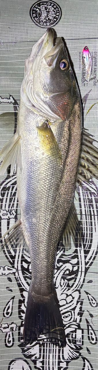 SHIMANO 23ディアルーナ S76MLの最安値・インプレ・釣果 | 本音の