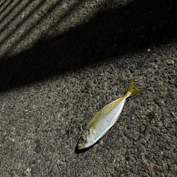 マアジ