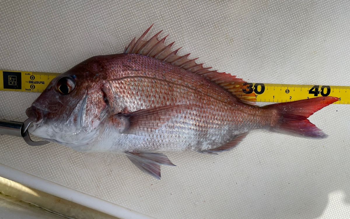 ジギング見習いさんの釣果 1枚目の画像