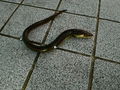 マアナゴの釣果