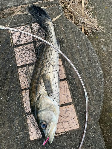 大野川（大分）