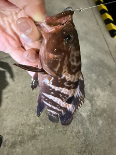 キジハタの釣果