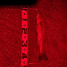 フッコ（マルスズキ）