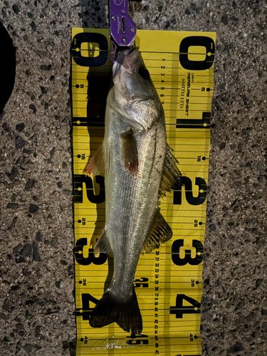 シーバスの釣果