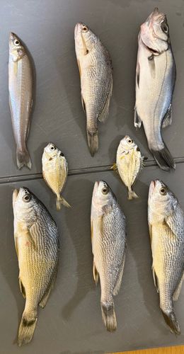シロギスの釣果