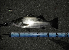 ヒラスズキの釣果