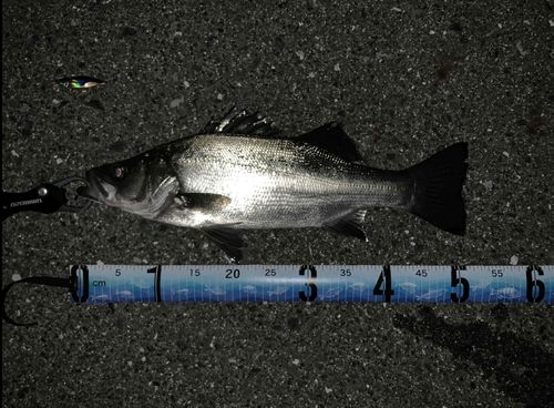 ヒラスズキの釣果