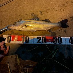 フッコ（マルスズキ）