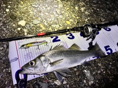 ヒラスズキの釣果