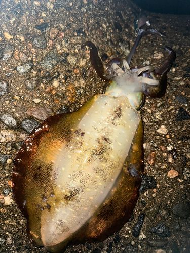 アオリイカの釣果