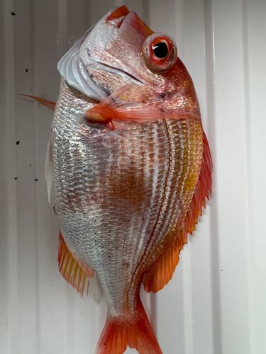 レンコダイの釣果