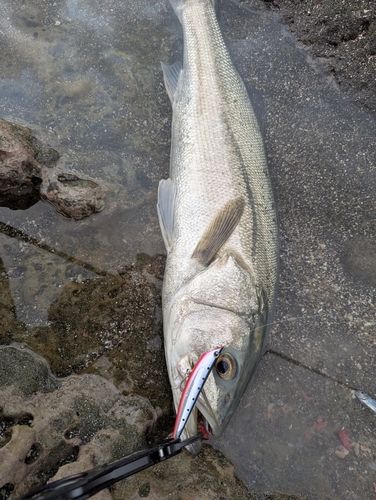 マルスズキの釣果