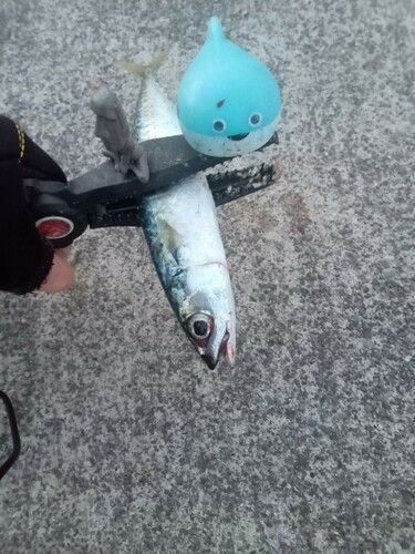 サバの釣果