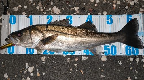 シーバスの釣果