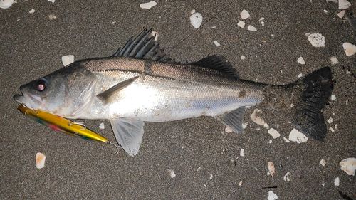 東京湾（アクアライン以北）