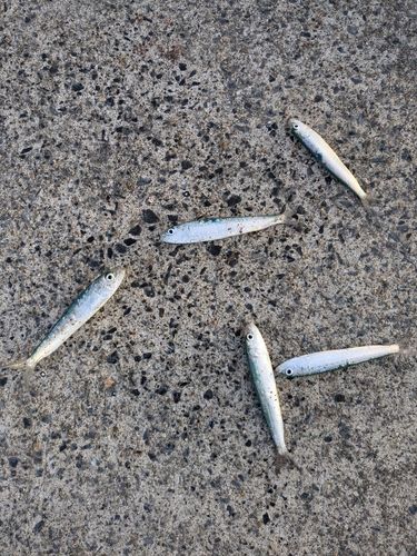 イワシの釣果