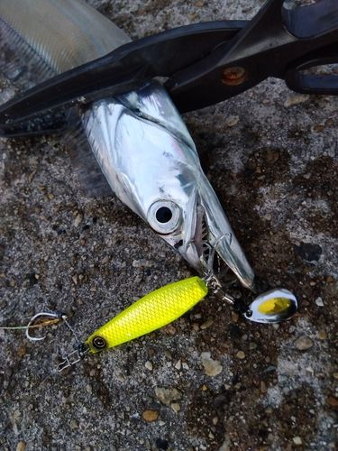 タチウオの釣果