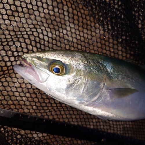 ツバイソの釣果