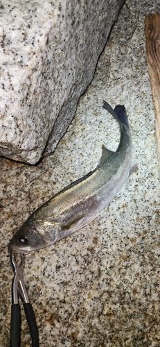 清水ヘッドランド