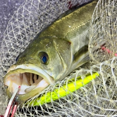 フッコ（マルスズキ）の釣果